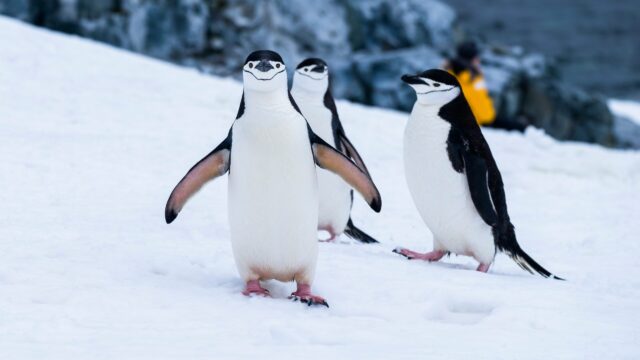 three penguins walking on the snow